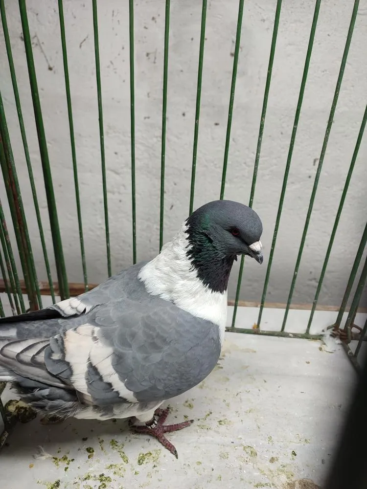 v_rij_24 (24).webp